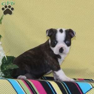 Austin, Boston Terrier Puppy